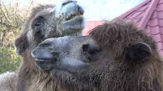 Общительные верблюды!🐪🐪СКАЗКА❤️