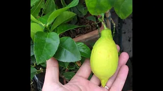 Лимон растворяет камни в почках