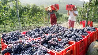 Modern Agricultural Technology - Cultivation And Harvesting Grapes In France