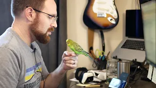 Parakeet (budgie) says 30+ unique words! [with captions]