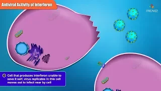 Antiviral Activities of Different Interferon Types and Subtypes