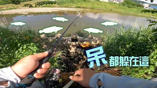 三峽河一堆呆呆躲在這