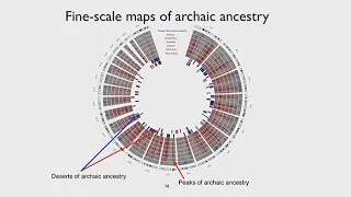 CARTA: Ancient DNA and Human Evolution – The Landscape of Archaic Ancestry in Modern Humans