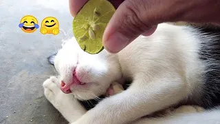 Cat pranked  - Troll Prank cat vs lemon 🤣 #shorts #cats