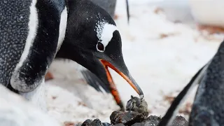 Gentoo Penguins Build Love Nests! | Penguin Post Office | BBC Earth