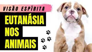 A Eutanásia nos Animais Segundo o Espiritismo