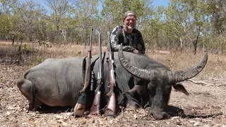 Water Buffalo, Hunting Australia 4K