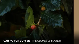 Getting the best out of your coffee trees | THE CLUMSY GARDENER