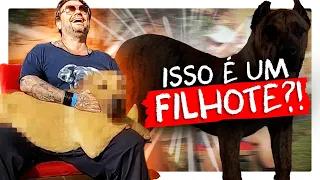 ESSE É O FILHOTE DO MELHOR CÃO DE GUARDA DO BRASIL?! | RICHARD RASMUSSEN