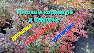 Уход за голубикой осенью. Досыпка, утепление и подкормка.