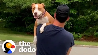 Rescue Pittie Is So In Love With Her New Parents | The Dodo