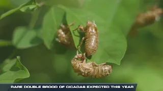 Double Cicada Trouble - Two Broods Emerge this Year