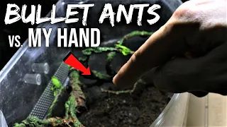 Placing My Hand into an Asian Bullet Ant Nest