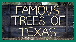 Famous Trees of Texas State Parks