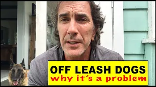 OFF LEASH DOGS - Why It's Such a Danger - Dog Training Video - Robert Cabral