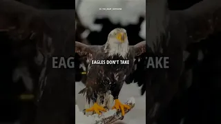 The eagle 😈 best attitude status 💔whatsapp video 🔥||trending||🔥 status