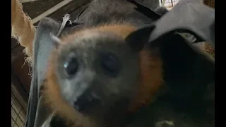 Baby flying-foxes in creche:  Inky Pinky and Caltrops