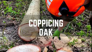 How To Coppice Oak!