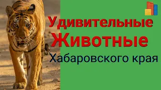 Уникальный  и богатейший животный мир  на Дальнем Востоке.