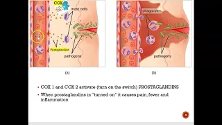 Chapter 5 - Nonopioid Analgesic - Part 1