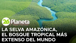 La selva amazónica, el bosque tropical más extenso del mundo