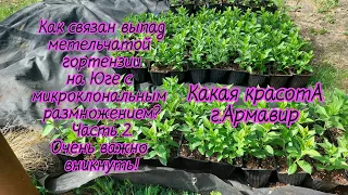 Черенкование на 1 или 2 почки?Не просто выкинула и черенкую новые,а разобралась в проблеме от и до.