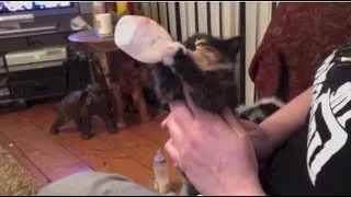 Kitten bottle feeding herself