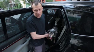 Transporte de pets no carro: cuidado com a segurança!