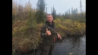 Новый сезон охоты на медведя с лайками и первые трофеи.