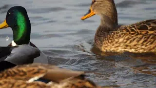 06.11 Mallard very close slowmo