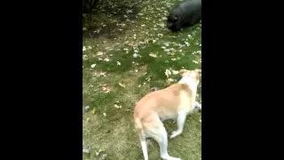 Dog meets pig for the first time