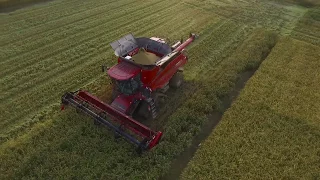 RICE HARVESTING FILMED BY DRONE