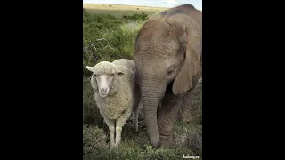 Heartwarming Friendship Between Elephant and Sheep #shorts