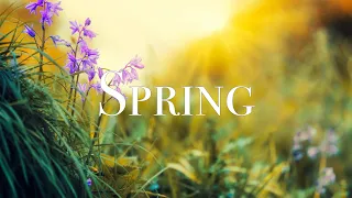 SPRING VIDEO | Free Stock Footage | Free HD Video - no copyright