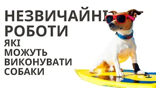 Незвичайніші роботи, які можуть виконувати 🐶собаки