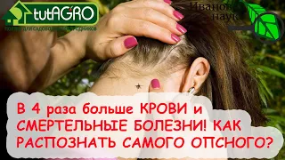 Этот КЛЕЩ догонит и выпьет В 4 РАЗА БОЛЬШЕ КРОВИ! И может наградить СМЕРТЕЛЬНОЙ БОЛЕЗНЬЮ!