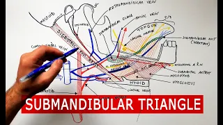 Submandibular triangle - boundaries & contents | Anatomy Tutorial