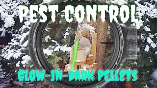 Pest Control with Airgun Tracer Pellets - EDgun Leshiy and ATN X Sight 4K Pro