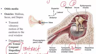 Lecture D - Hearing & Balance