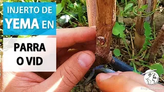 Cómo hacer INJERTO DE YEMA EN VID O PARRA