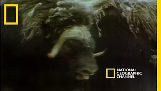 Musk Oxen vs. Arctic Wolves | National Geographic