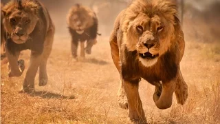 Львы хулиганы (Документальные фильмы, передачи HD)