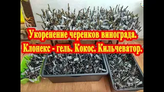 Укоренение черенков винограда. Клонекс-гель.Кокос. Кильчеватор с терморегуляцией.Обо всем по порядку