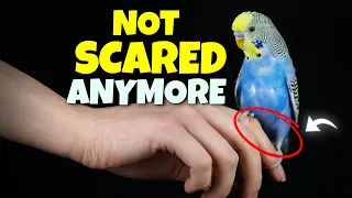 How to Tame a Scared and Skittish Bird | Compilation