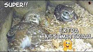 SUper!! extra nestmateriaal 14-03-2024