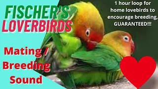 Fischer's love birds parrot mating breeding call sound 1 hour video to encourage mating in home bird