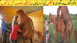 Most Attractive Horse Breeding And Facts in the World in |Expensive Horse Urdu hindi