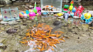 Found lots of goldfish in the river, betta fish, ornamental fish, koi fish, sharks, whales, turtle
