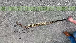 Timber Rattlesnake In Kentucky!