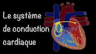 Le système de conduction cardiaque - La symphonie électrique du cœur